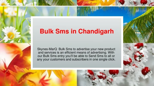Bulk Sms Provider in Chandigarh Skynes-MarQ