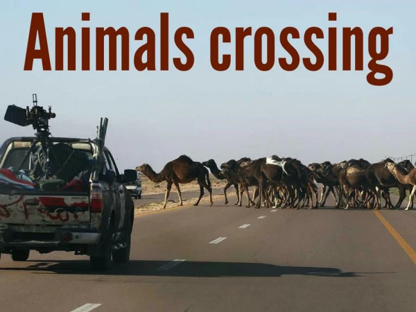 Animals crossing