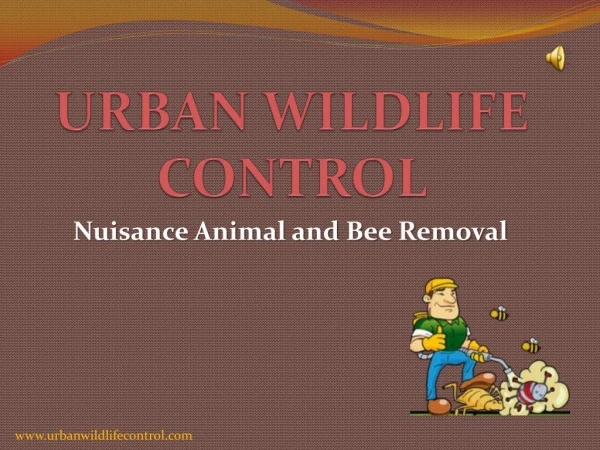 Why Rodent Control Service is Important?