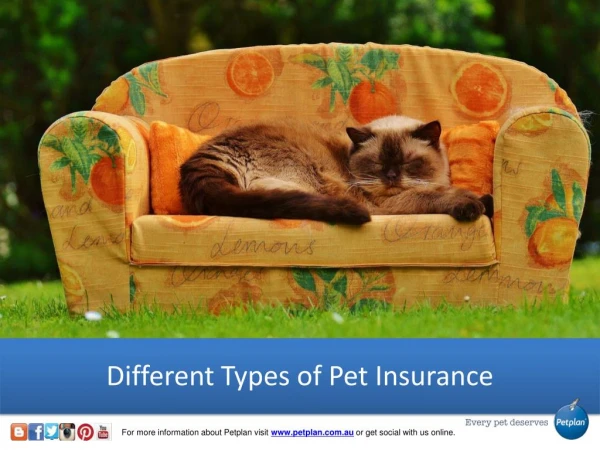 Different Types of Pet Insurance - Petplan
