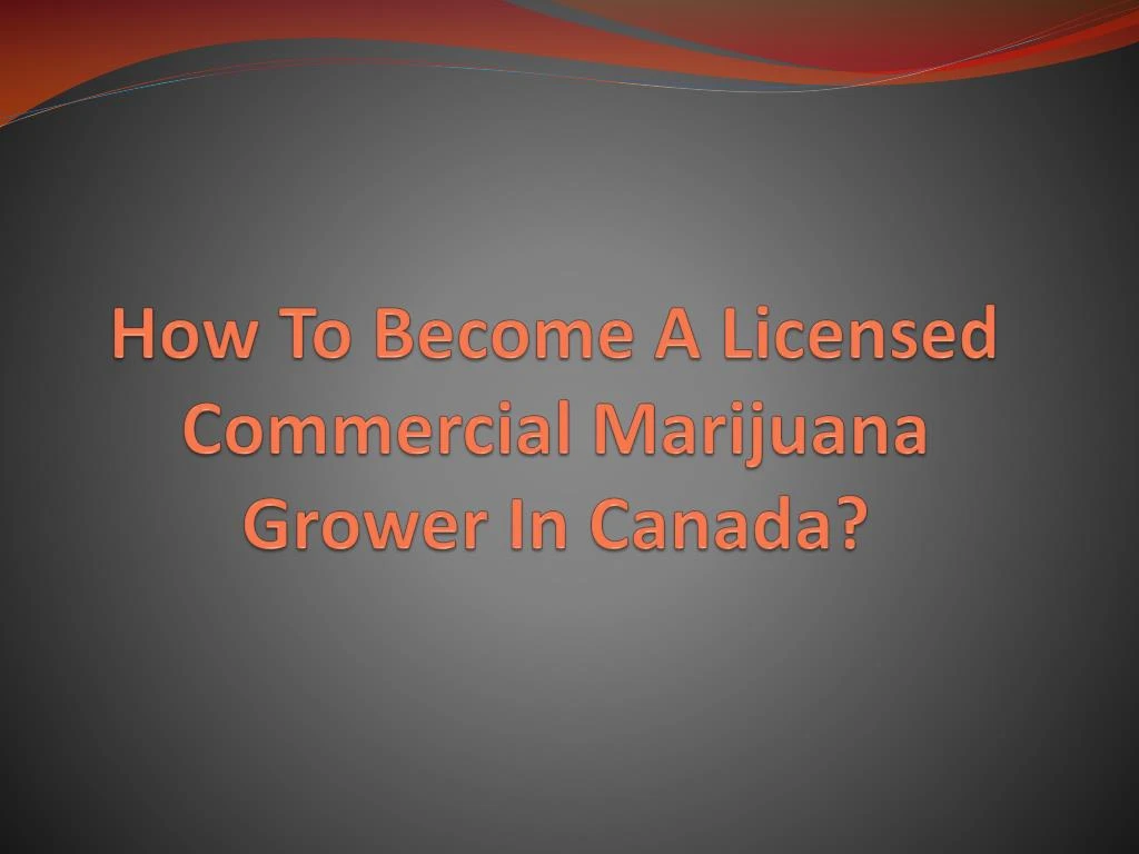 how to become a licensed commercial marijuana grower in canada