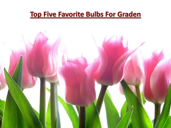 Top Five Favorite Bulbs For Graden
