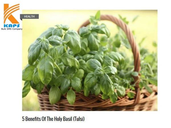 5 benefits of the holy basil (tulsi)