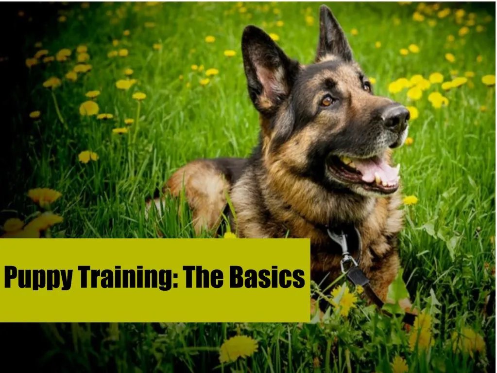 puppy training the basics