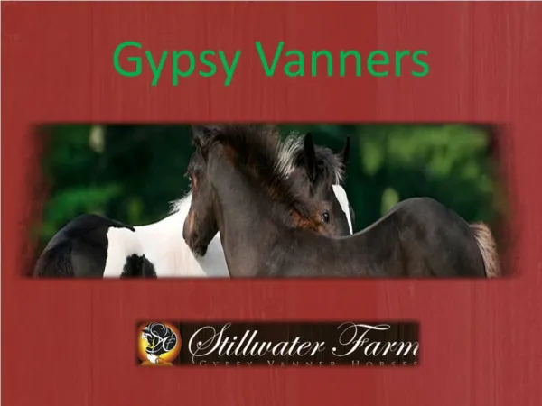 Gypsy Vanners