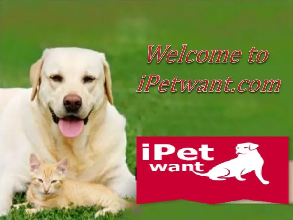 Short Clip on iPetwant Dog Training Collar