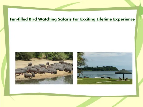 Fun-filled Bird Watching Safaris For Exciting Lifetime Experience