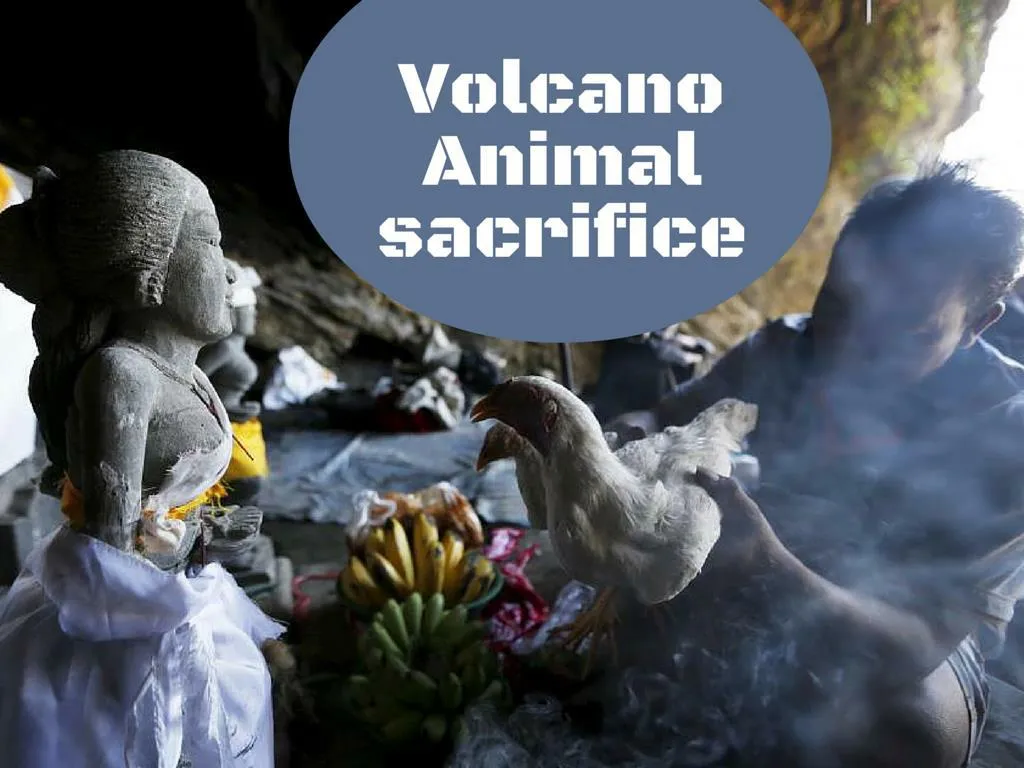 volcano animal sacrifice