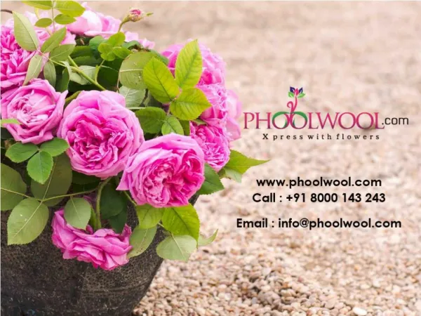 Personalized Gifts, Send Flowers and Cakes - Phoolwool.com