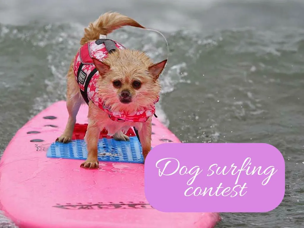dog surfing contest