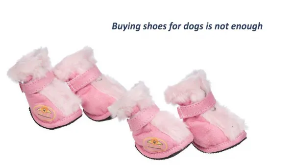 Buying shoes for dogs is not enough