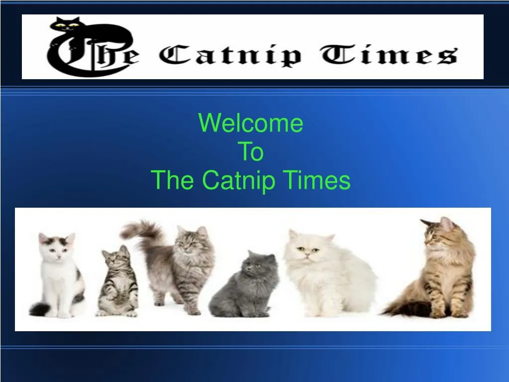 welcome to the catnip times