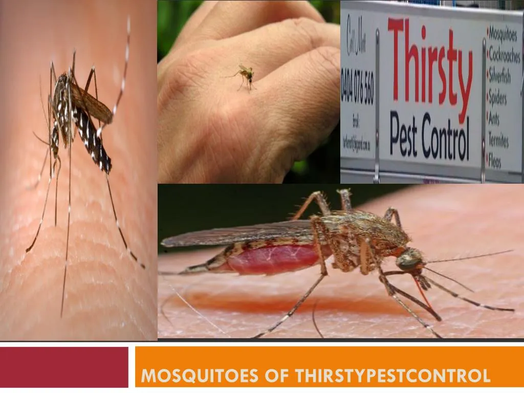 mosquitoes of thirstypestcontrol