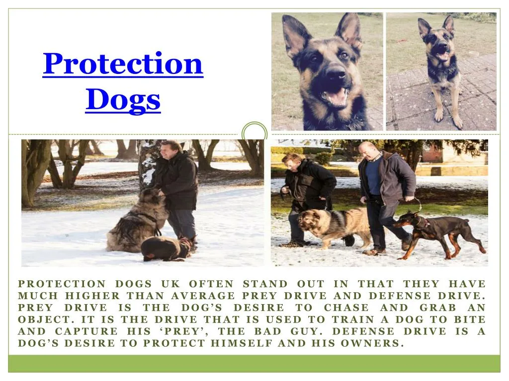 protection dogs