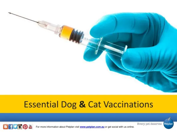 Essential Dog and Cat Vaccinations