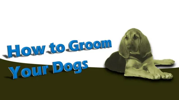 How To Groom Your Dogs