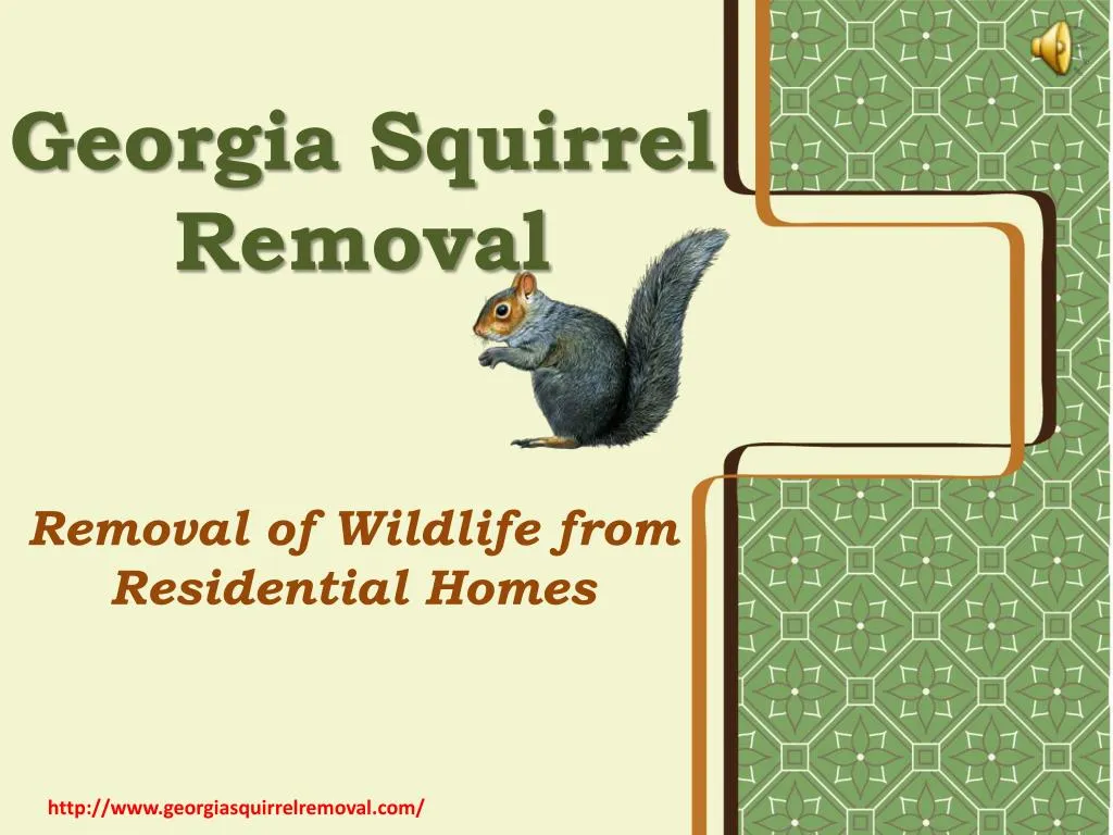 georgia squirrel removal