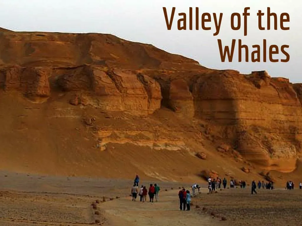 valley of the whales