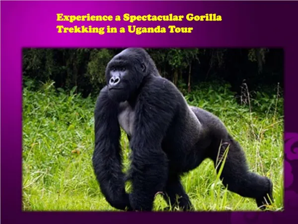Spectacular Gorilla Trekking