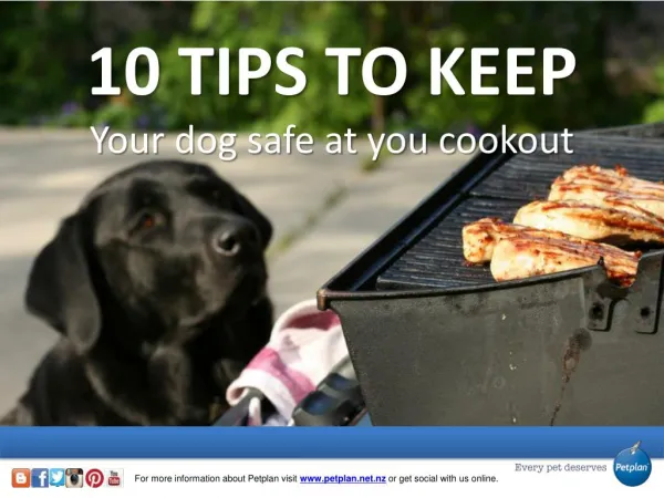 10 Tips to Keep Your Dog Safe at You Cookout