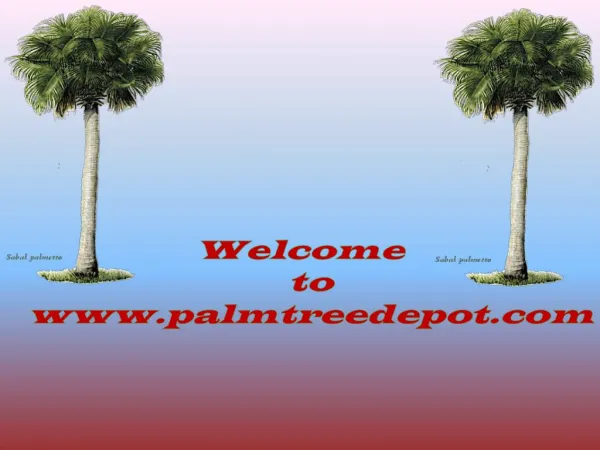 Sabal Palm Trees for Sale South & North Carolina