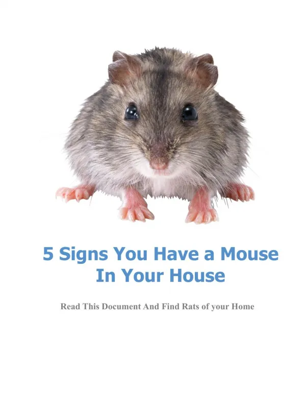 5 Signs You Have a Mouse In Your House