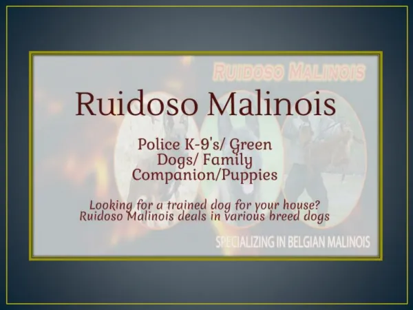Ruidoso Malinois