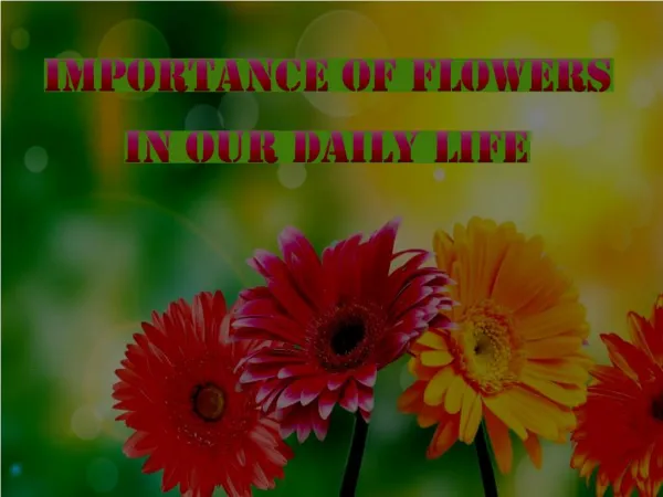 Importance Of Flowers In Our Daily Life