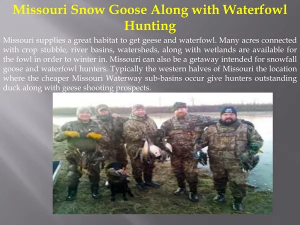 Missouri Snow Goose Along with Waterfowl Hunting