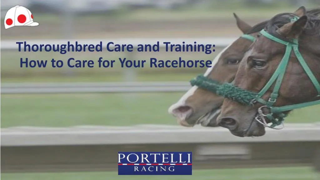 thoroughbred care and training how to care for your racehorse