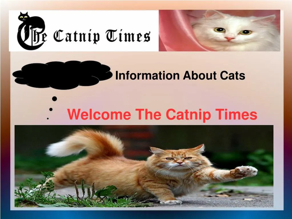 welcome the catnip times