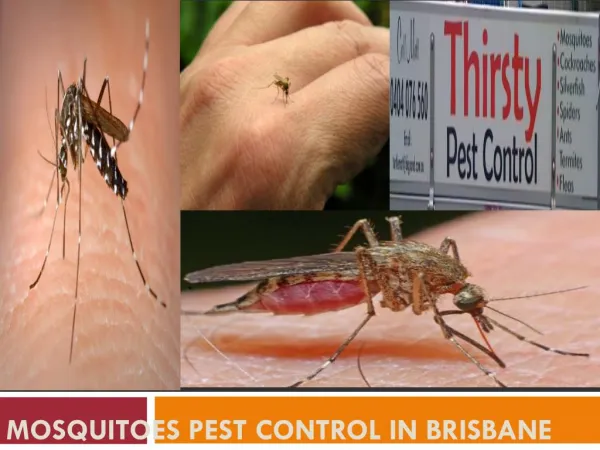 Mosquitoes Pest Control in Brisbane