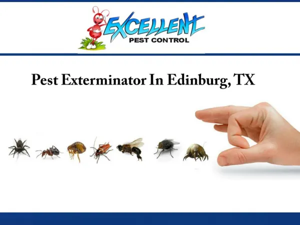 Pest Exterminator In Edinburg, TX