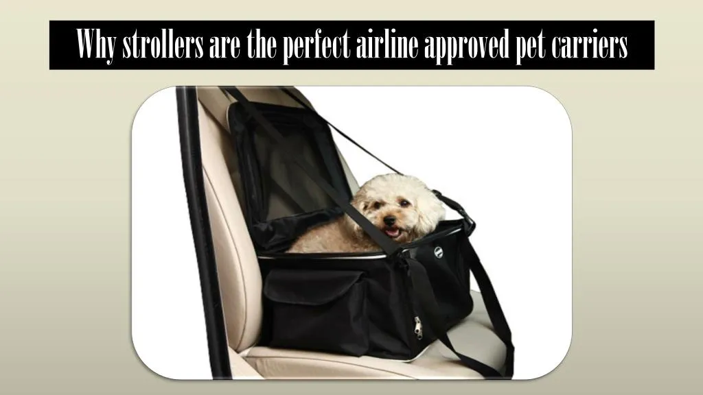 why strollers are the perfect airline approved pet carriers