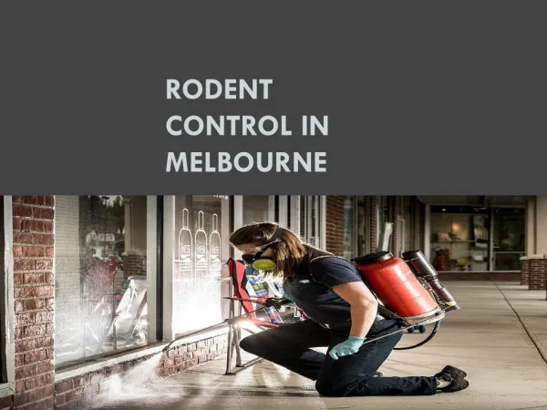 Rodent Control in Melbourne