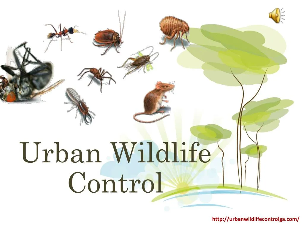 urban wildlife control