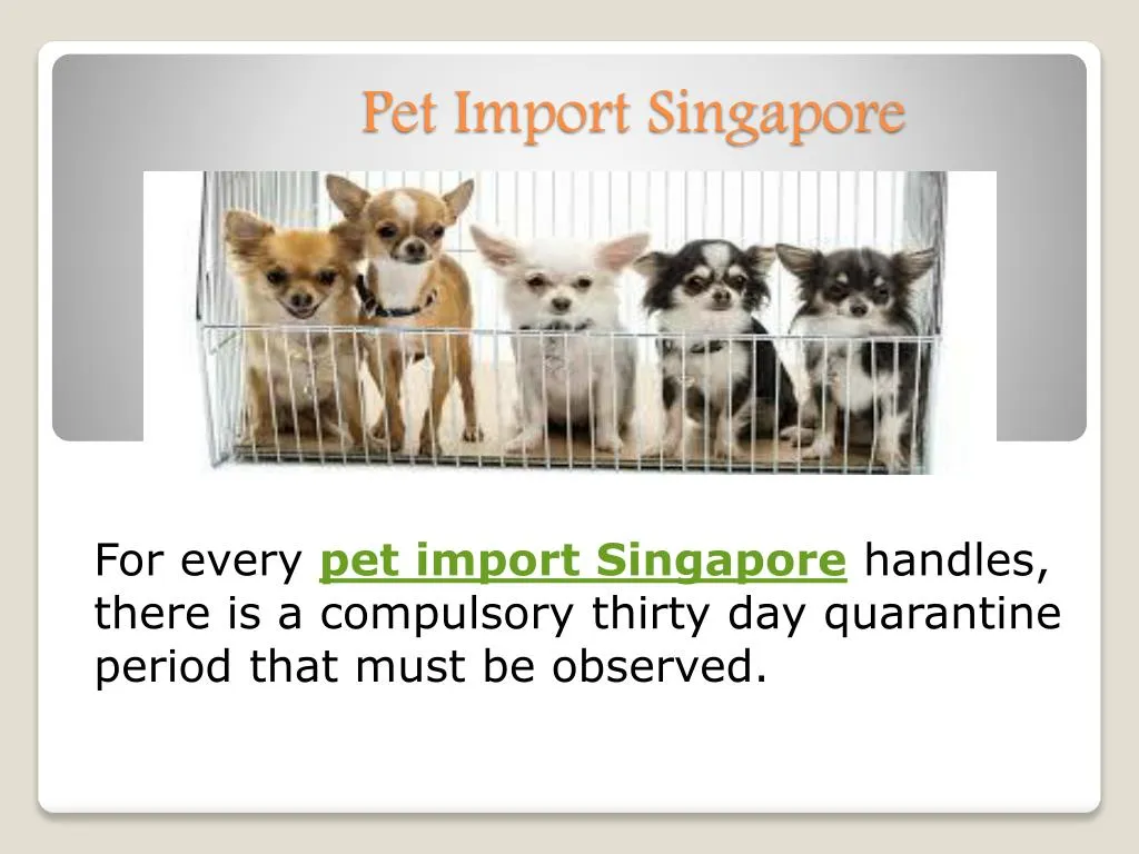pet import singapore