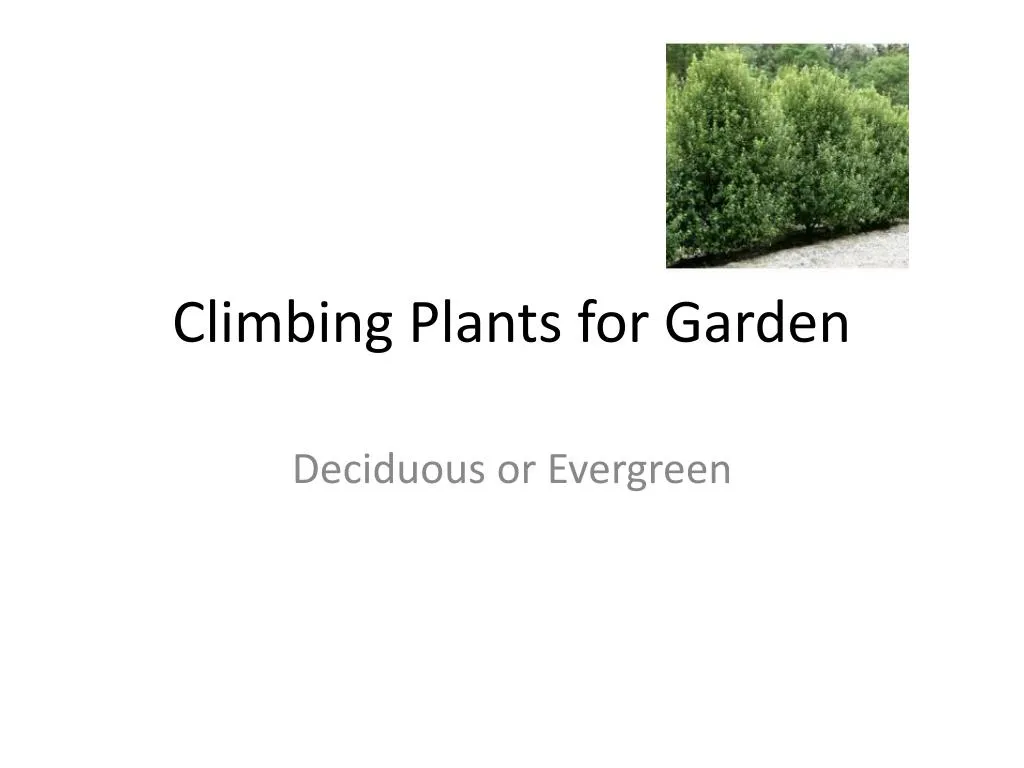 climbing plants for garden