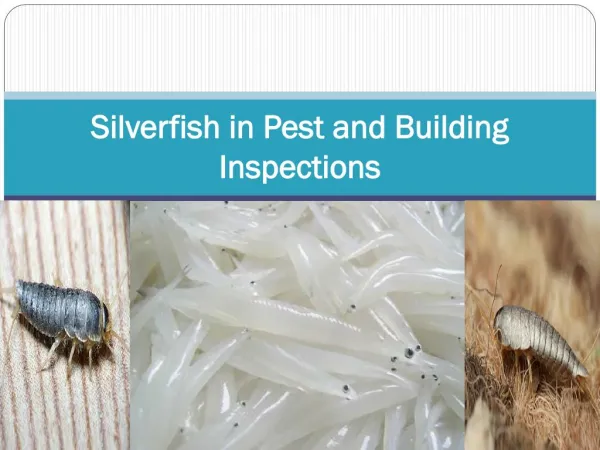 Silverfish in Pest and Building Inspections