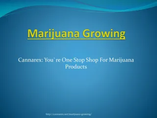 Marijuana Growing - slide 1