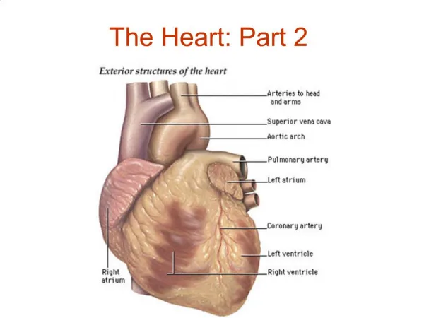 The Heart: Part 2