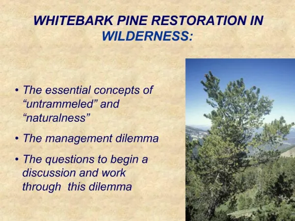 WHITEBARK PINE RESTORATION IN WILDERNESS: