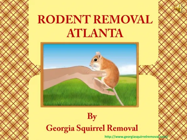 Specialized and Affordable Rodent Removal in Atlanta