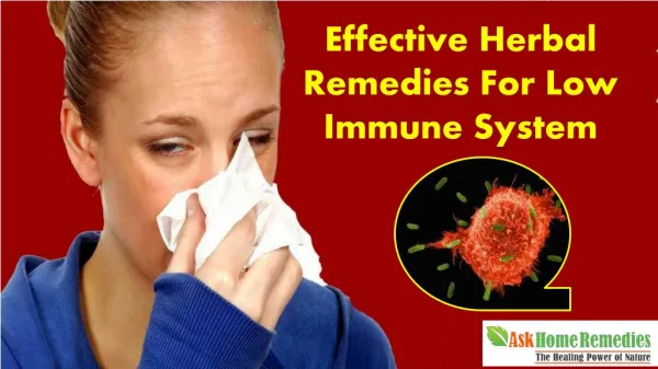 Effective Herbal Remedies For Low Immune System