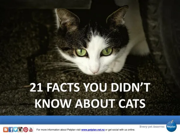 21 Facts You Didn’t Know About Cats