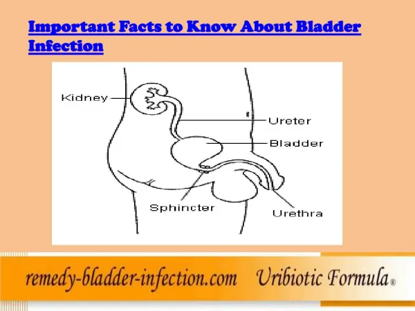 Important FactsAbout Bladder Infection