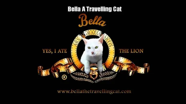 Bella A Travelling Cat