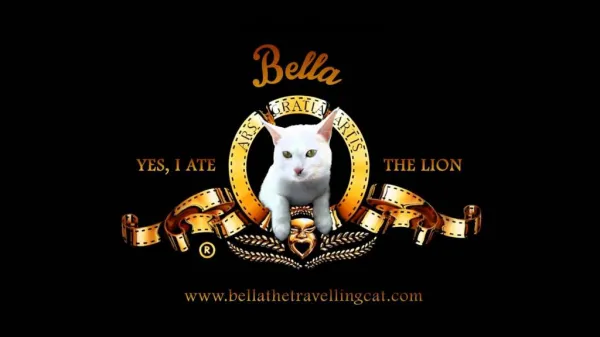Bella - The Uk Most Travelled Cat