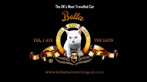 Uk Most Travelled Cat - Bella The Travelling Cat