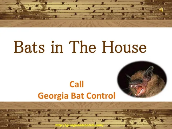 How to Catch a Bat in The House